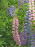 Lupine Vertical 5967