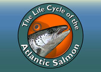 Life Cycle of A Salmon Website